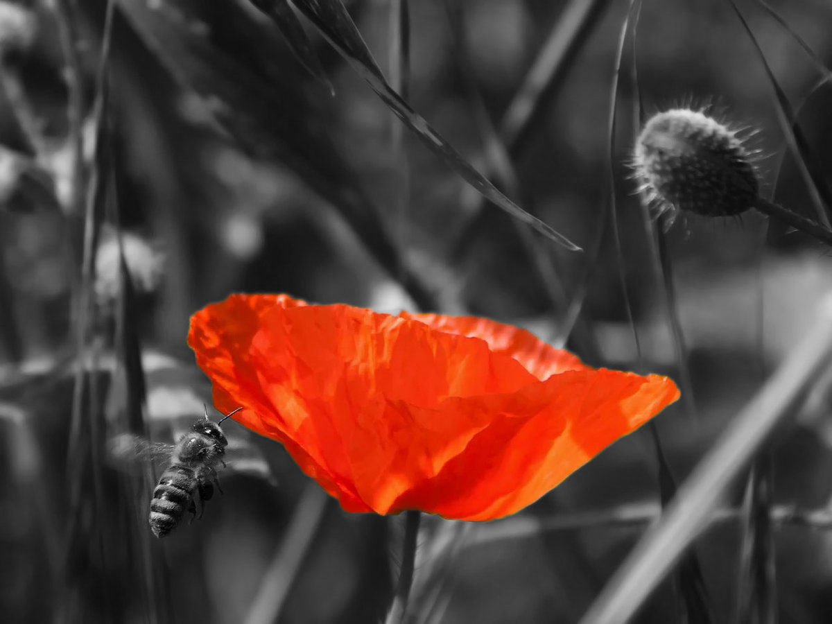 poppy-edited.jpg